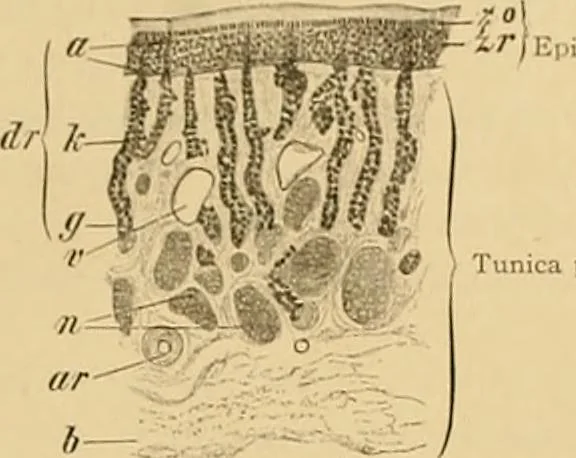 An illustration from Sthohr's histology : arranged upon an embroyological basis, 1906, leaf 408