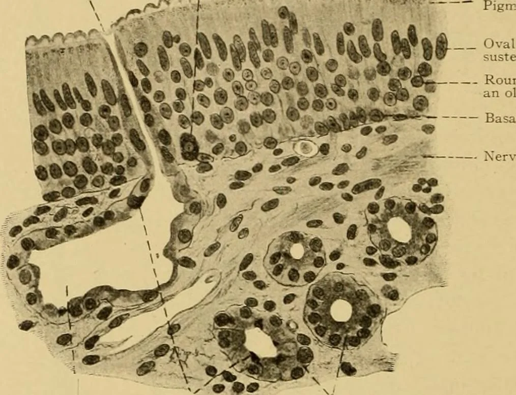 An illustration from Sthohr's histology : arranged upon an embroyological basis, 1906, leaf 409