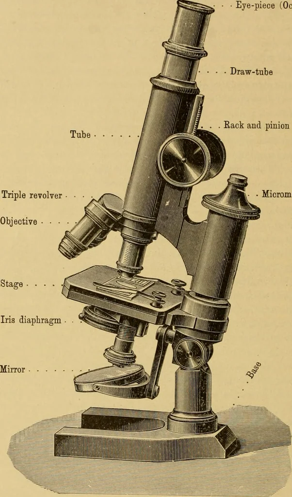 An illustration from Sthohr's histology : arranged upon an embroyological basis, 1906, leaf 427
