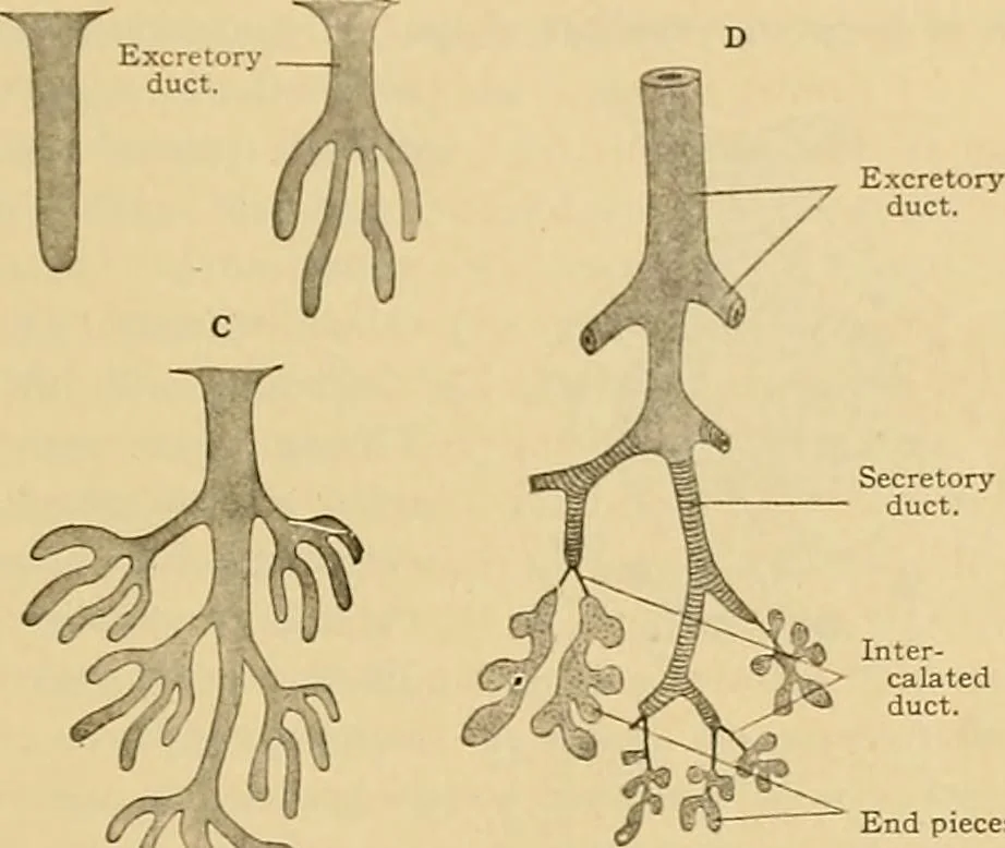 An illustration from Sthohr's histology : arranged upon an embroyological basis, 1906, leaf 46