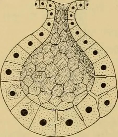 An illustration from Sthohr's histology : arranged upon an embroyological basis, 1906, leaf 47