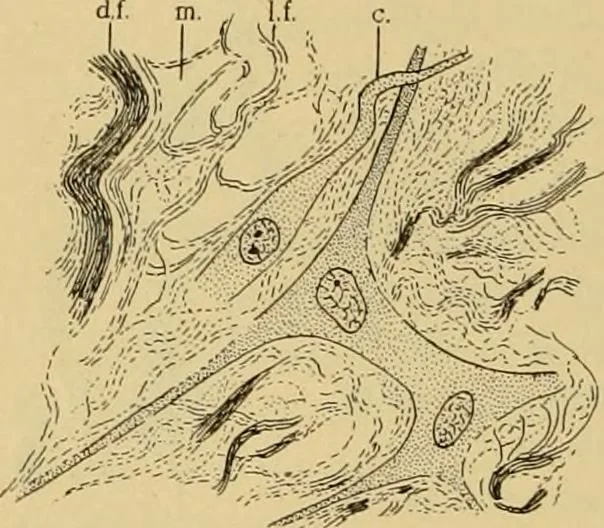 An illustration from Sthohr's histology : arranged upon an embroyological basis, 1906, leaf 51