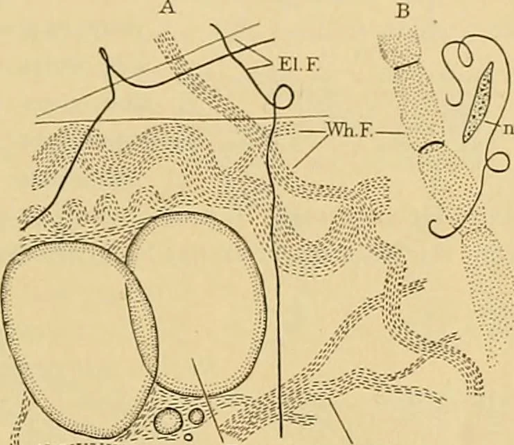An illustration from Sthohr's histology : arranged upon an embroyological basis, 1906, leaf 52