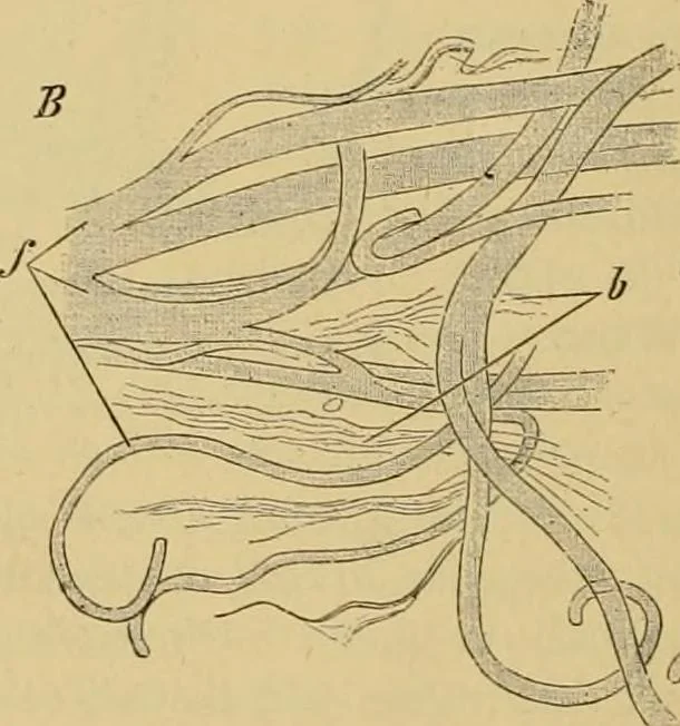 An illustration from Sthohr's histology : arranged upon an embroyological basis, 1906, leaf 53