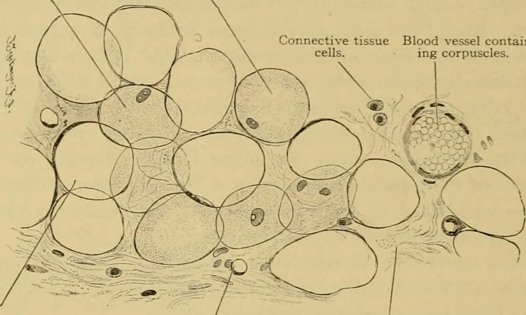 An illustration from Sthohr's histology : arranged upon an embroyological basis, 1906, leaf 55