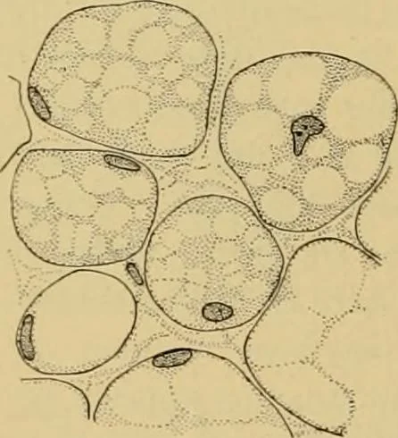 An illustration from Sthohr's histology : arranged upon an embroyological basis, 1906, leaf 55