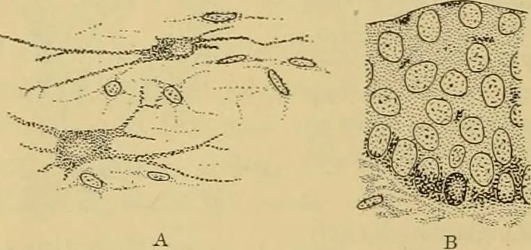 An illustration from Sthohr's histology : arranged upon an embroyological basis, 1906, leaf 57