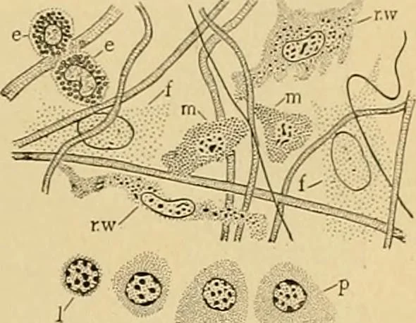 An illustration from Sthohr's histology : arranged upon an embroyological basis, 1906, leaf 58