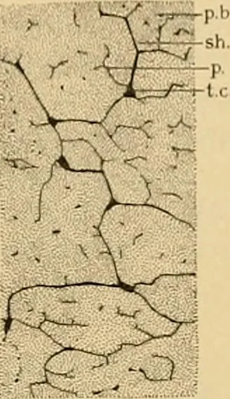 An illustration from Sthohr's histology : arranged upon an embroyological basis, 1906, leaf 60