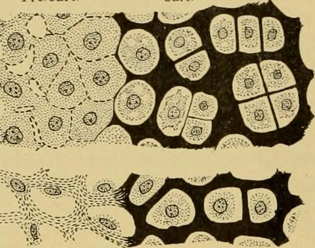 An illustration from Sthohr's histology : arranged upon an embroyological basis, 1906, leaf 61
