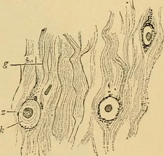 An illustration from Sthohr's histology : arranged upon an embroyological basis, 1906, leaf 64