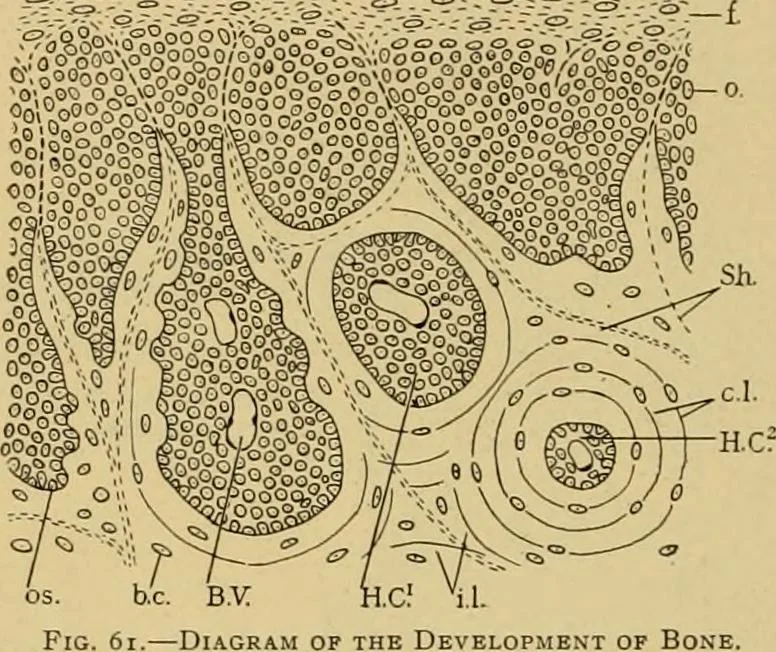 An illustration from Sthohr's histology : arranged upon an embroyological basis, 1906, leaf 67