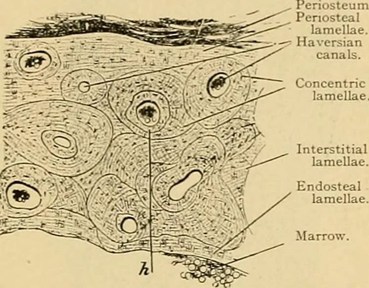 An illustration from Sthohr's histology : arranged upon an embroyological basis, 1906, leaf 68