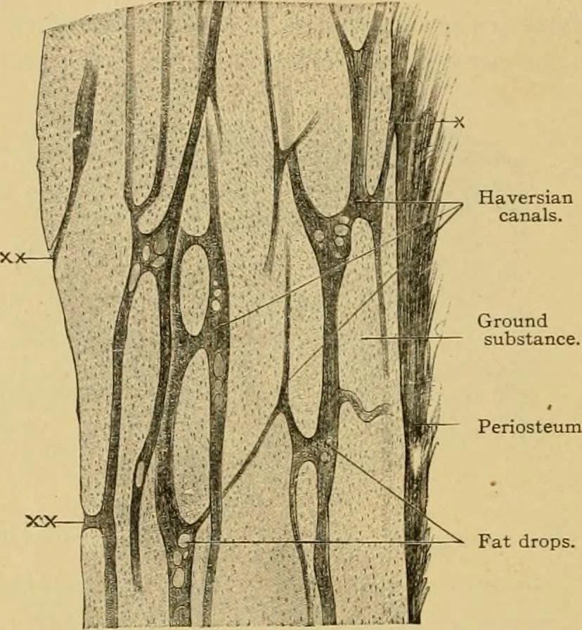 An illustration from Sthohr's histology : arranged upon an embroyological basis, 1906, leaf 69