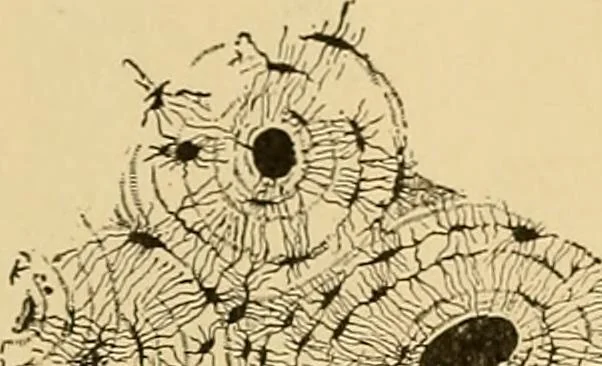 An illustration from Sthohr's histology : arranged upon an embroyological basis, 1906, leaf 70