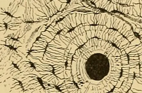 An illustration from Sthohr's histology : arranged upon an embroyological basis, 1906, leaf 70