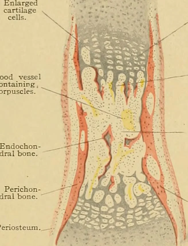 An illustration from Sthohr's histology : arranged upon an embroyological basis, 1906, leaf 72