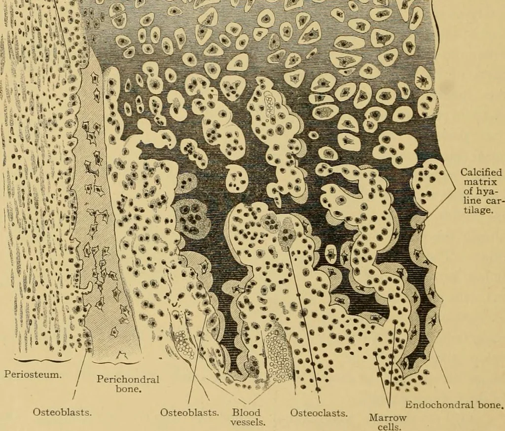 An illustration from Sthohr's histology : arranged upon an embroyological basis, 1906, leaf 73