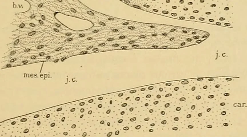 An illustration from Sthohr's histology : arranged upon an embroyological basis, 1906, leaf 76