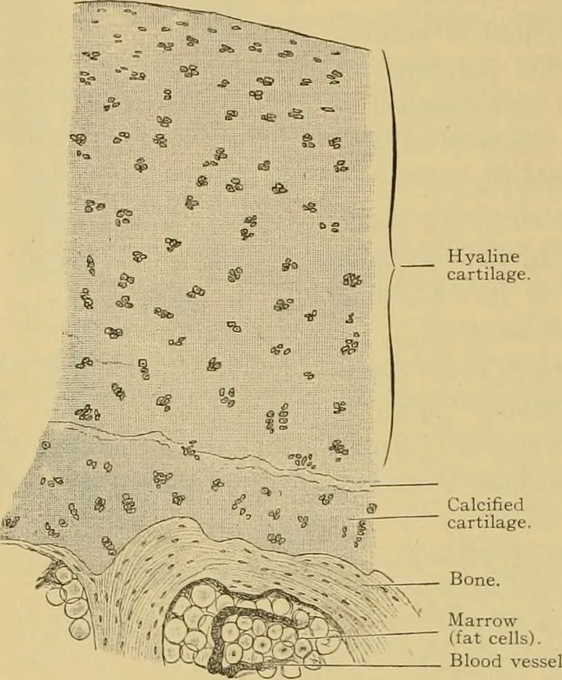An illustration from Sthohr's histology : arranged upon an embroyological basis, 1906, leaf 77