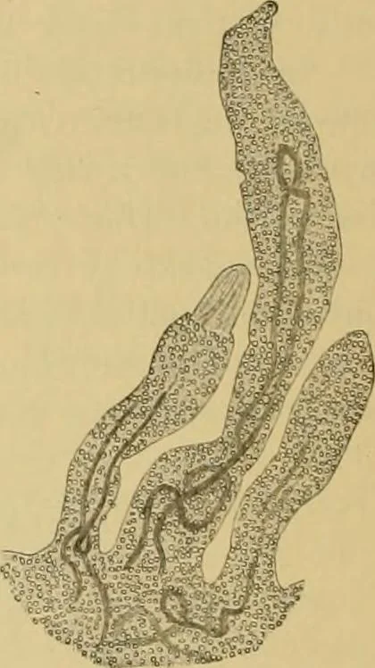 An illustration from Sthohr's histology : arranged upon an embroyological basis, 1906, leaf 77