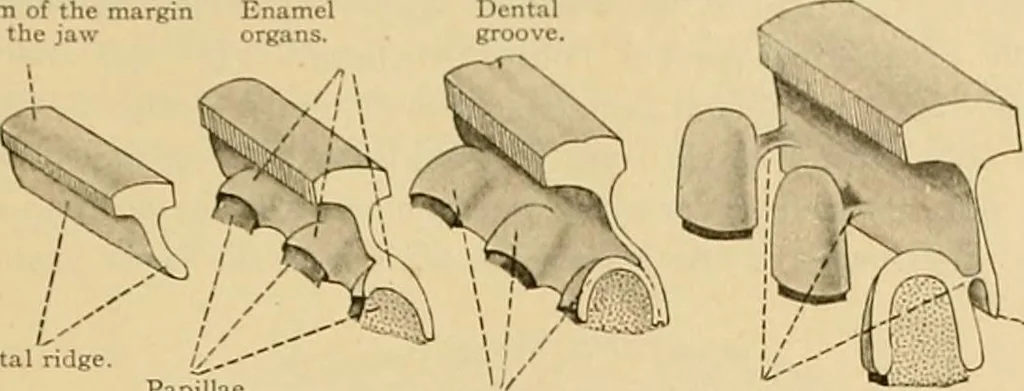 An illustration from Sthohr's histology : arranged upon an embroyological basis, 1906, leaf 80