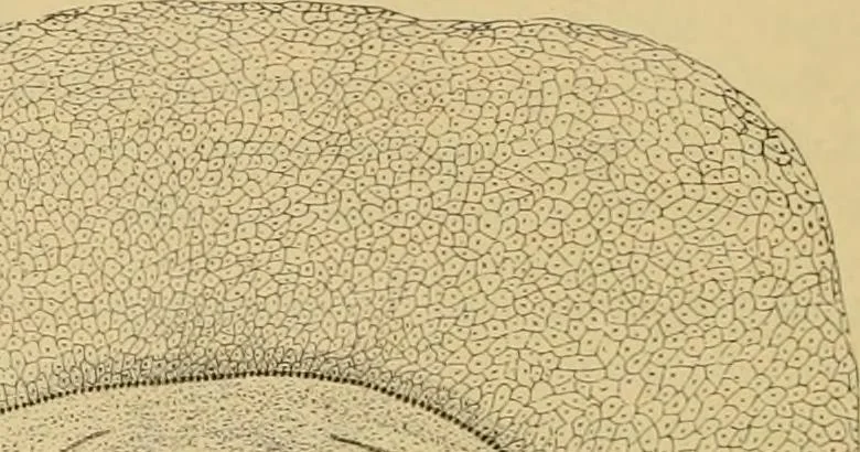 An illustration from Sthohr's histology : arranged upon an embroyological basis, 1906, leaf 81