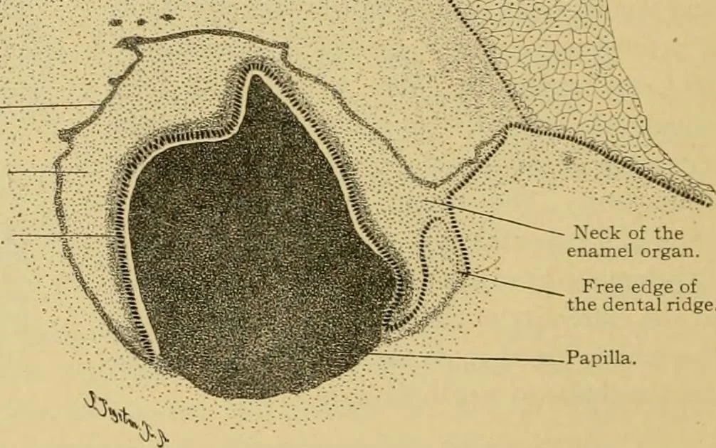 An illustration from Sthohr's histology : arranged upon an embroyological basis, 1906, leaf 81