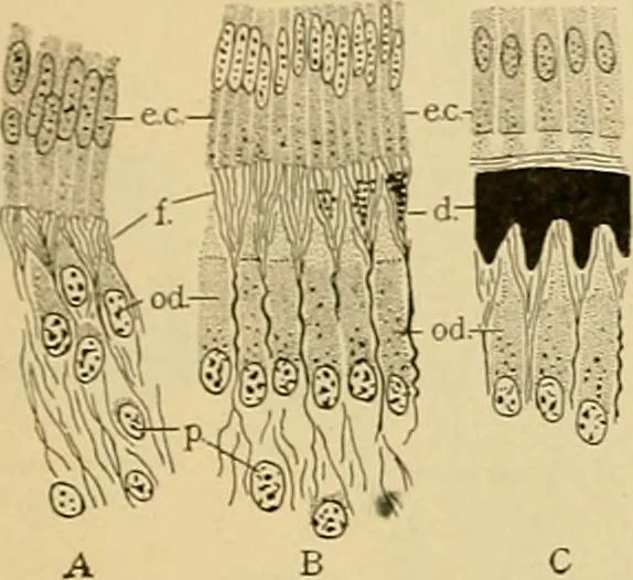 An illustration from Sthohr's histology : arranged upon an embroyological basis, 1906, leaf 84