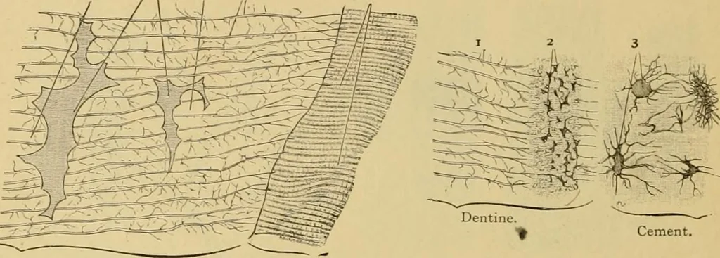 An illustration from Sthohr's histology : arranged upon an embroyological basis, 1906, leaf 85