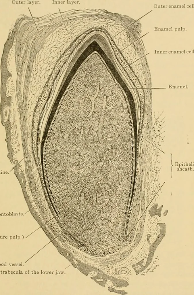 An illustration from Sthohr's histology : arranged upon an embroyological basis, 1906, leaf 86
