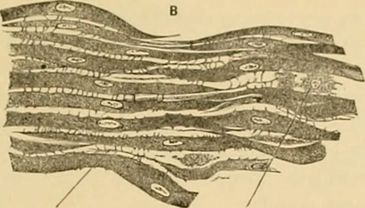 An illustration from Sthohr's histology : arranged upon an embroyological basis, 1906, leaf 90