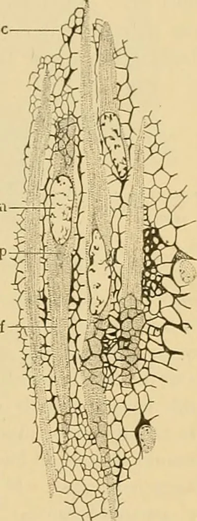 An illustration from Sthohr's histology : arranged upon an embroyological basis, 1906, leaf 90