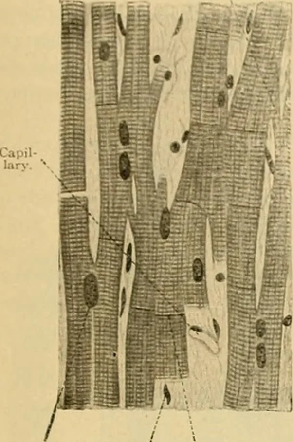An illustration from Sthohr's histology : arranged upon an embroyological basis, 1906, leaf 92