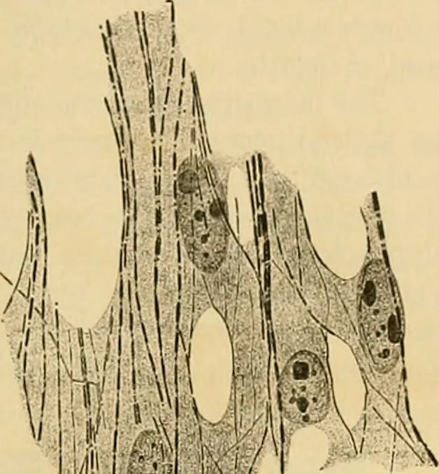 An illustration from Sthohr's histology : arranged upon an embroyological basis, 1906, leaf 92