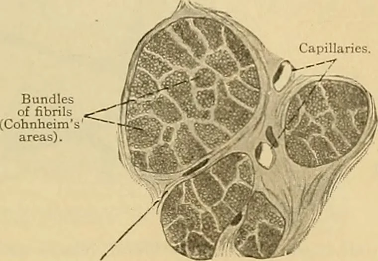 An illustration from Sthohr's histology : arranged upon an embroyological basis, 1906, leaf 98