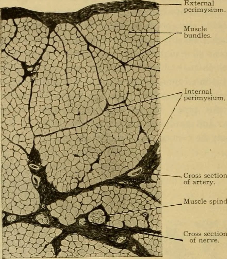An illustration from Sthohr's histology : arranged upon an embroyological basis, 1906, leaf 99