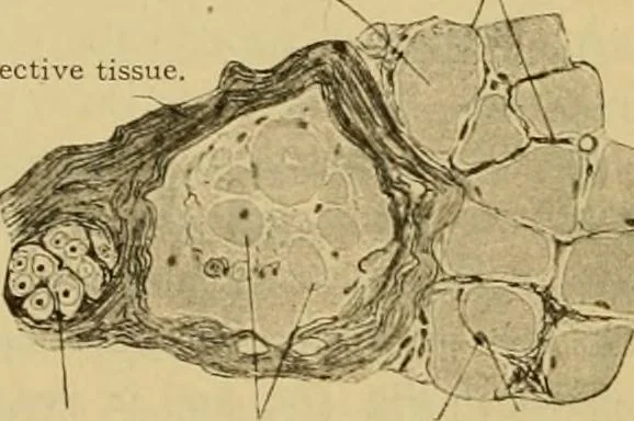 An illustration from Sthohr's histology : arranged upon an embroyological basis, 1906, leaf 99