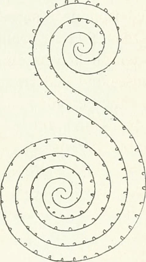 An illustration from Stilfragen : Grundlegungen zu einer Geschichte der Ornamentik, 1893, leaf 100