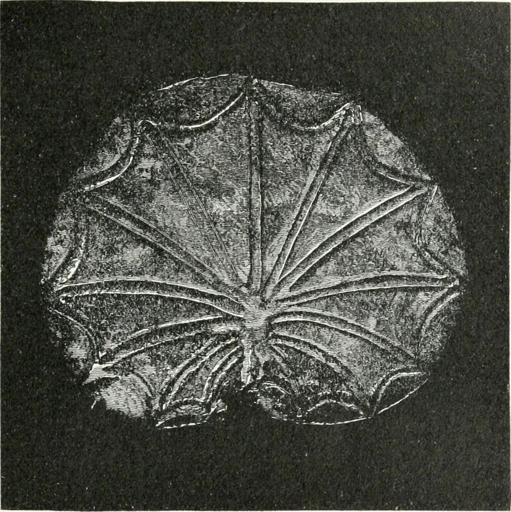 An illustration from Stilfragen : Grundlegungen zu einer Geschichte der Ornamentik, 1893, leaf 158