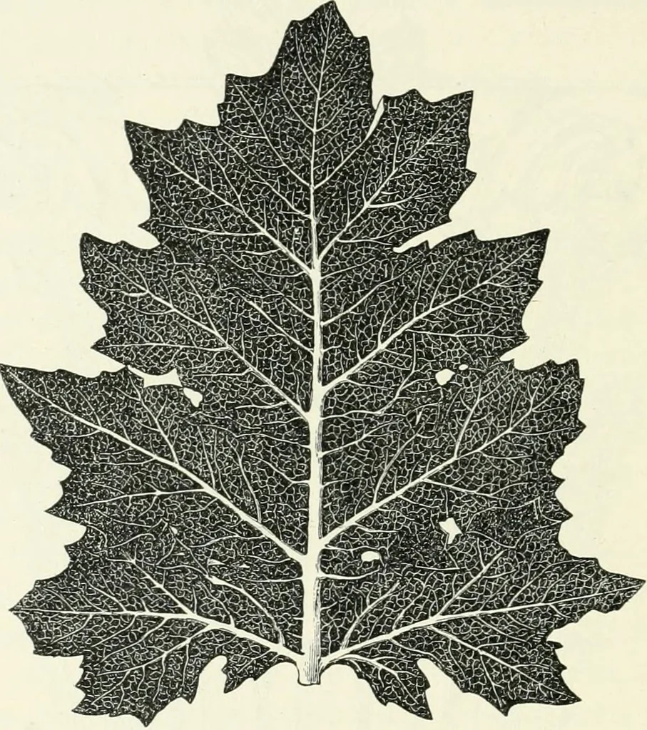 An illustration from Stilfragen : Grundlegungen zu einer Geschichte der Ornamentik, 1893, leaf 237