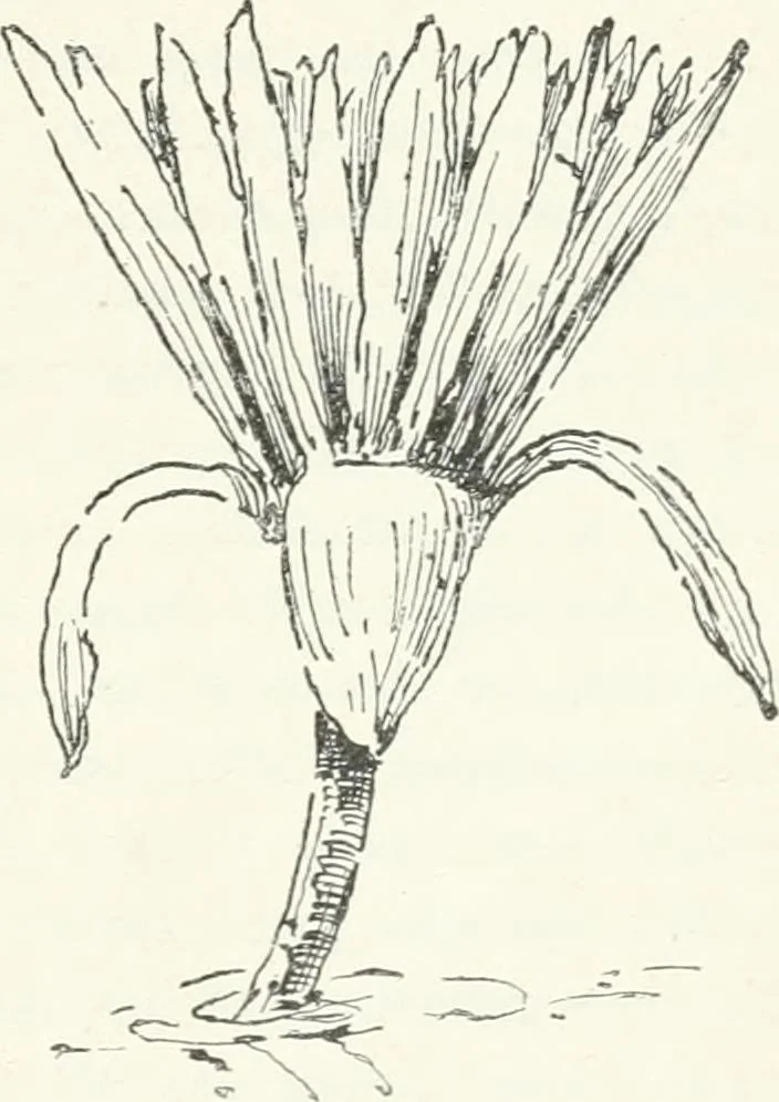 An illustration from Stilfragen : Grundlegungen zu einer Geschichte der Ornamentik, 1893, leaf 84