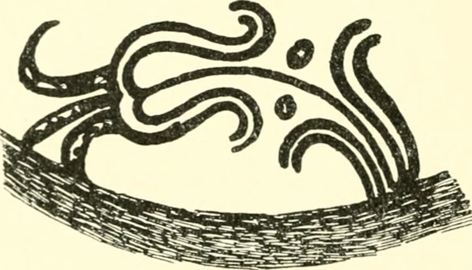 An illustration from Stilfragen : Grundlegungen zu einer Geschichte der Ornamentik, 1893, leaf 141