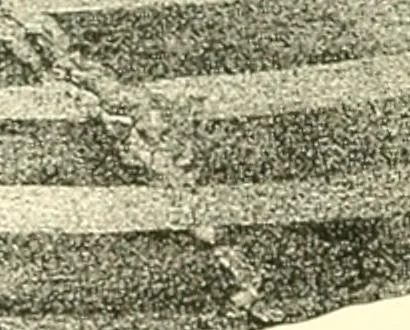 An illustration from Stilfragen : Grundlegungen zu einer Geschichte der Ornamentik, 1893, leaf 143