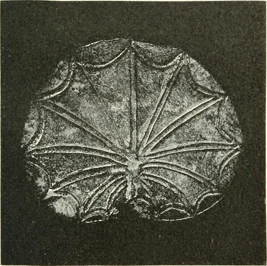 An illustration from Stilfragen : Grundlegungen zu einer Geschichte der Ornamentik, 1893, leaf 158