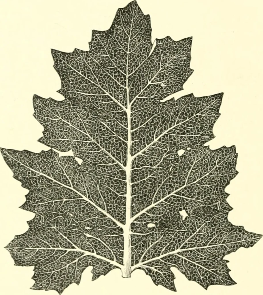 An illustration from Stilfragen : Grundlegungen zu einer Geschichte der Ornamentik, 1893, leaf 237