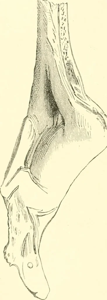 An illustration from Stilfragen : Grundlegungen zu einer Geschichte der Ornamentik, 1893, leaf 39