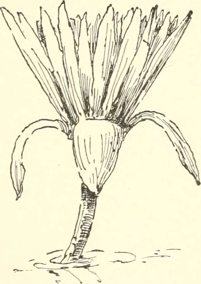 An illustration from Stilfragen : Grundlegungen zu einer Geschichte der Ornamentik, 1893, leaf 84