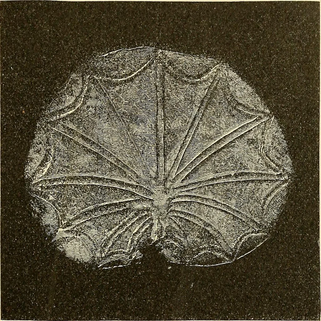 An illustration from Stilfragen : Grundlegungen zu einer Geschichte der Ornamentik, 1893, leaf 158