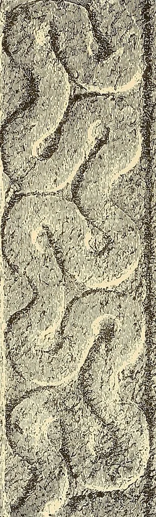 An illustration from Stilfragen : Grundlegungen zu einer Geschichte der Ornamentik, 1893, leaf 163